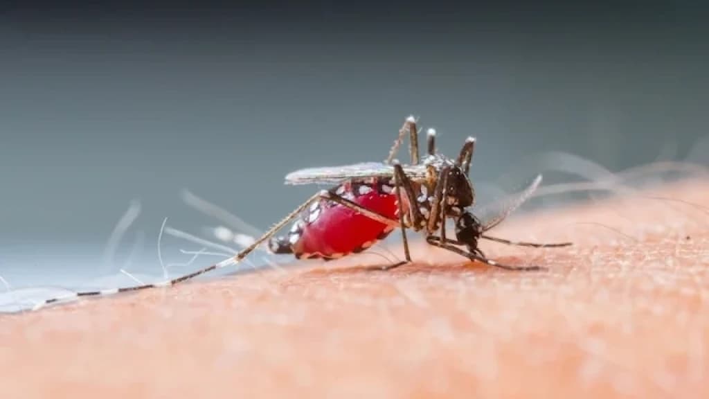 Dengue em Ascensão: Santa Catarina registra recorde de casos em 2023