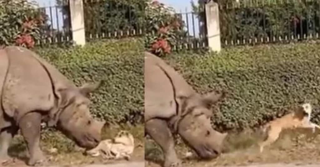 VÍDEO: Cachorro ”caramelo” quase morre do coração ao ser acordado por um rinoceronte
