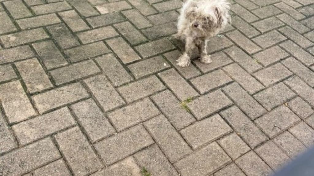 Cachorro com deficiência e desnutrição é resgatado após denúncias de maus-tratos