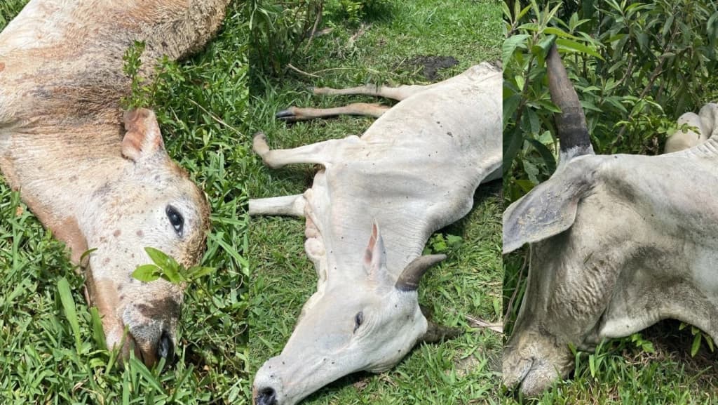 URGENTE: Animais são encontrados agonizando em Tijucas