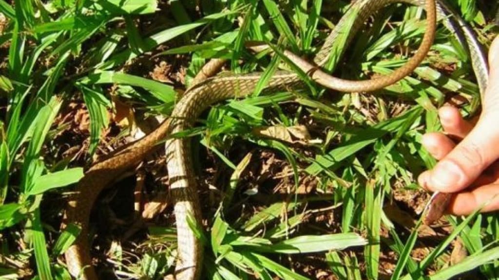 Mulher encontra cobra dentro de motor de carro em Florianópolis