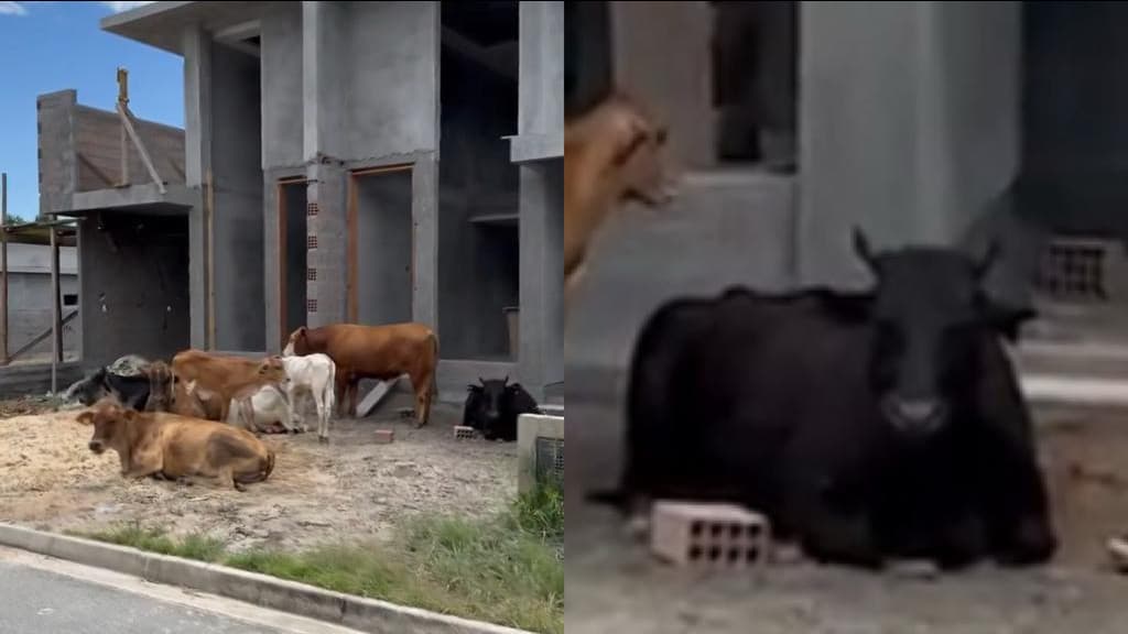 “Vacas Sem Terra” invadem casa em construção, em Santa Catarina