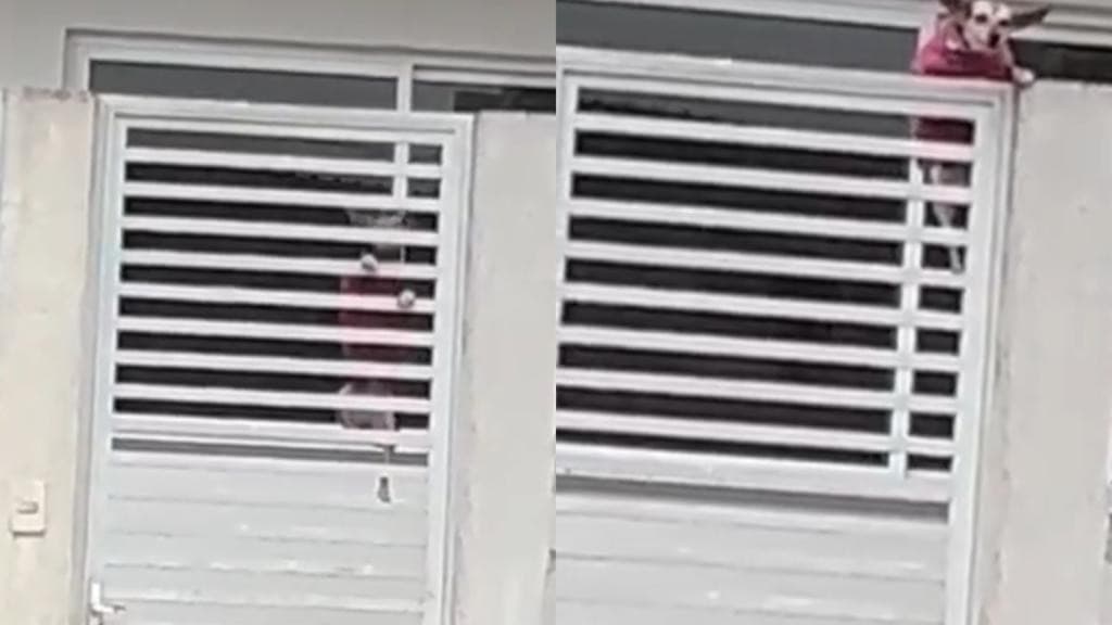 VÍDEO: “Bucica-aranha” escala grade de portão em SC