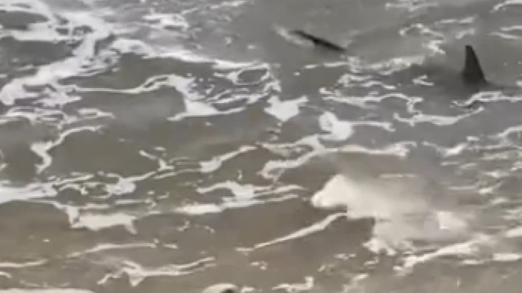 VÍDEO: Suposto tubarão em praia de SC assusta banhistas e moradores