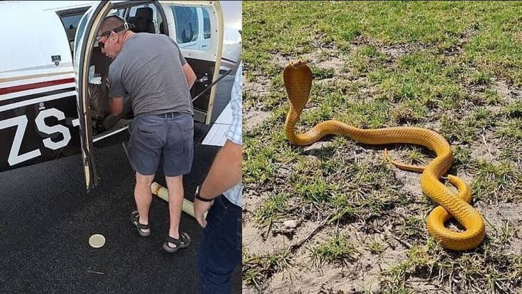 Piloto faz pouso forçado após encontrar cobra em avião