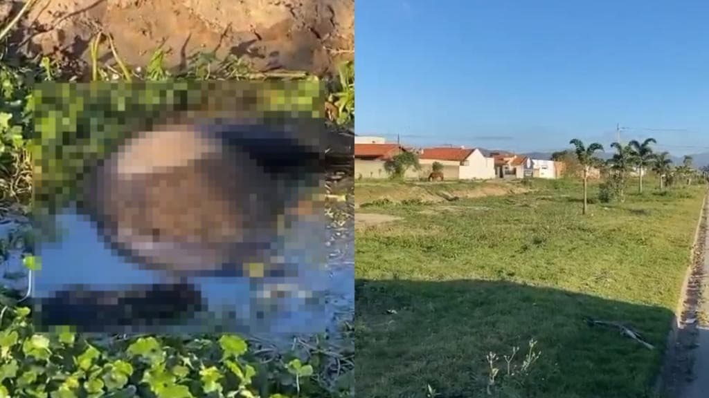 Cavalo é encontrado morto dentro de vala com corda no pescoço em Tijucas