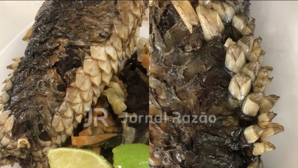 Estudantes da UFSC são surpreendidos com “dinossauro” no Restaurante Universitário