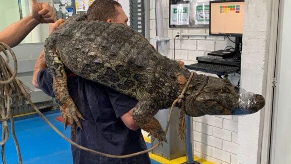 Jacaré é capturado por mecânicos dentro de oficina em SC