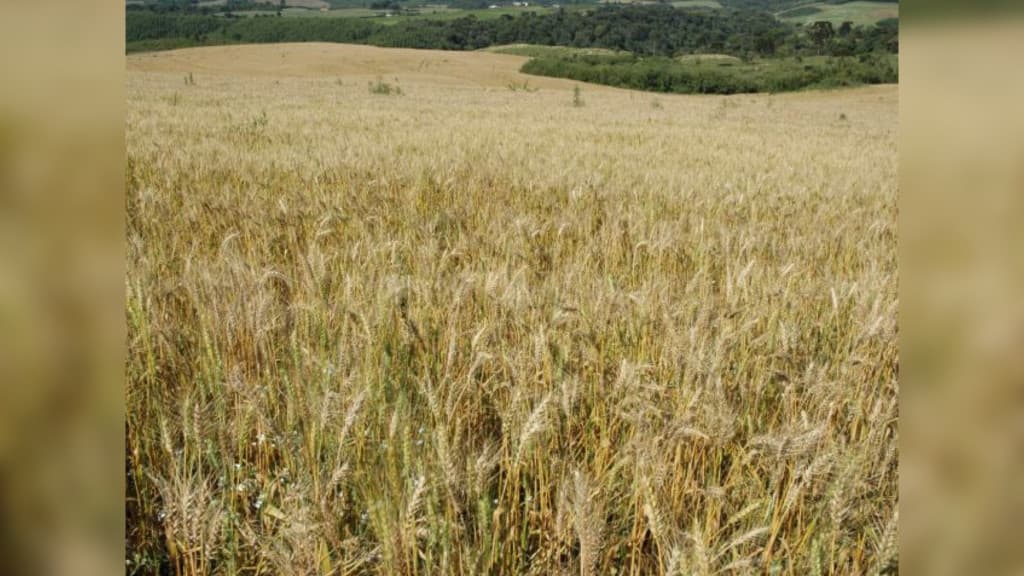 Santa Catarina aumenta investimento em cereais de inverno