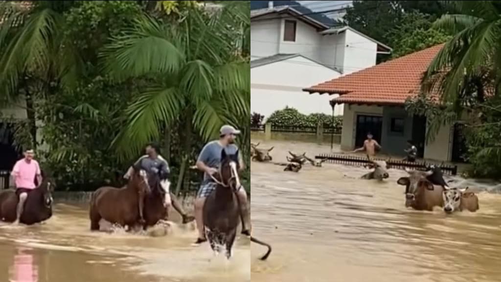 Moradores se arriscam para salvar animais na enchente: “ninguém fica para trás”