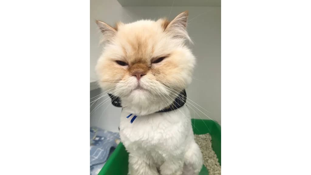 Gato engole 27 laços de cabelo e precisa passar por cirurgia em SC