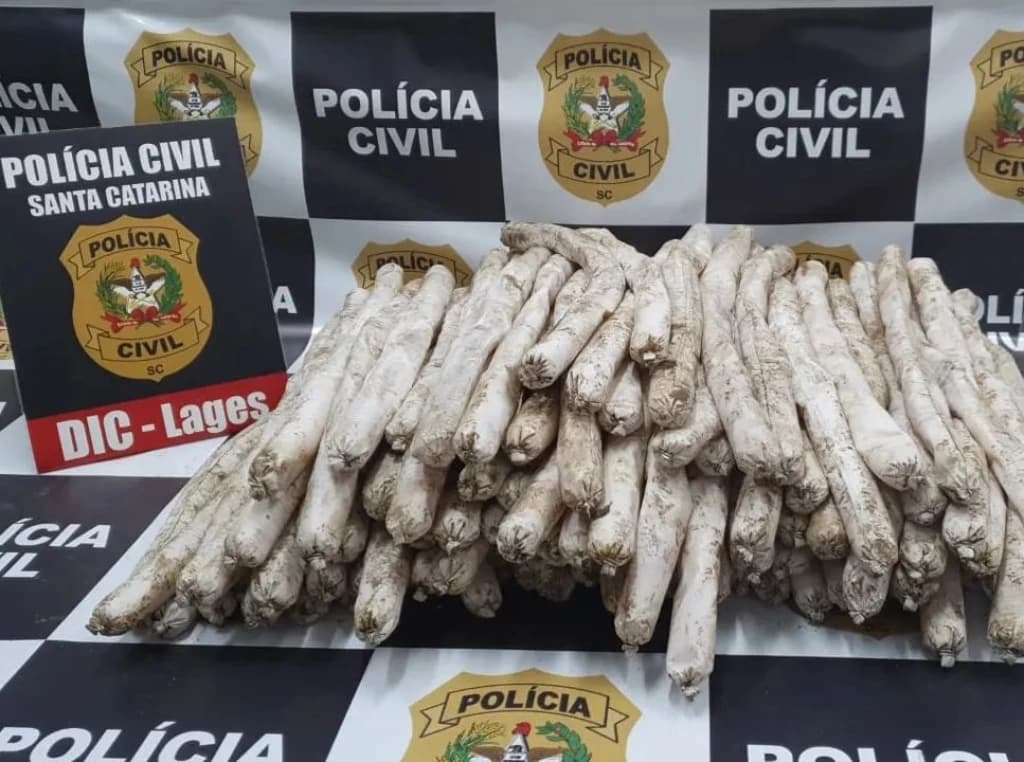 Polícia descobre que bandidos planejavam explodir presídio em Santa Catarina