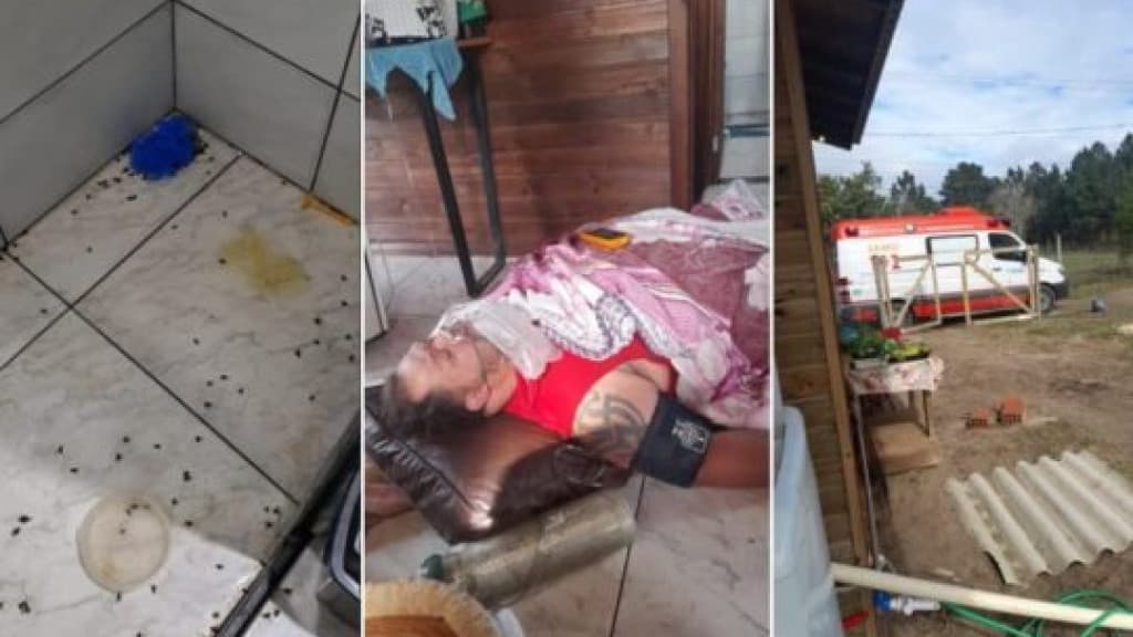 Família de SC é atacada por enxame de abelhas e homem leva 450 ferroadas