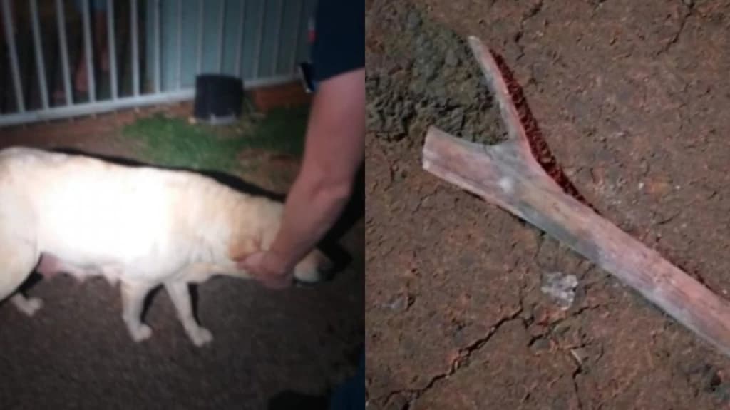 Acusado de matar nove filhotes de cachorro a paulada é denunciado