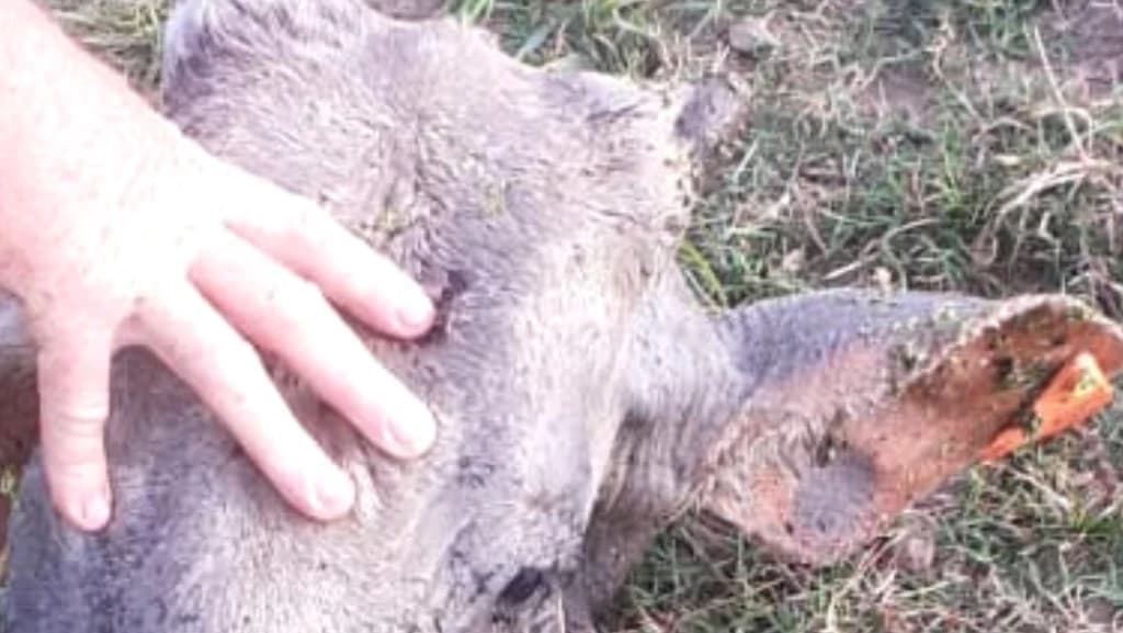 Vaca é morta com tiro na testa em Tijucas; bandidos levaram toda a carne