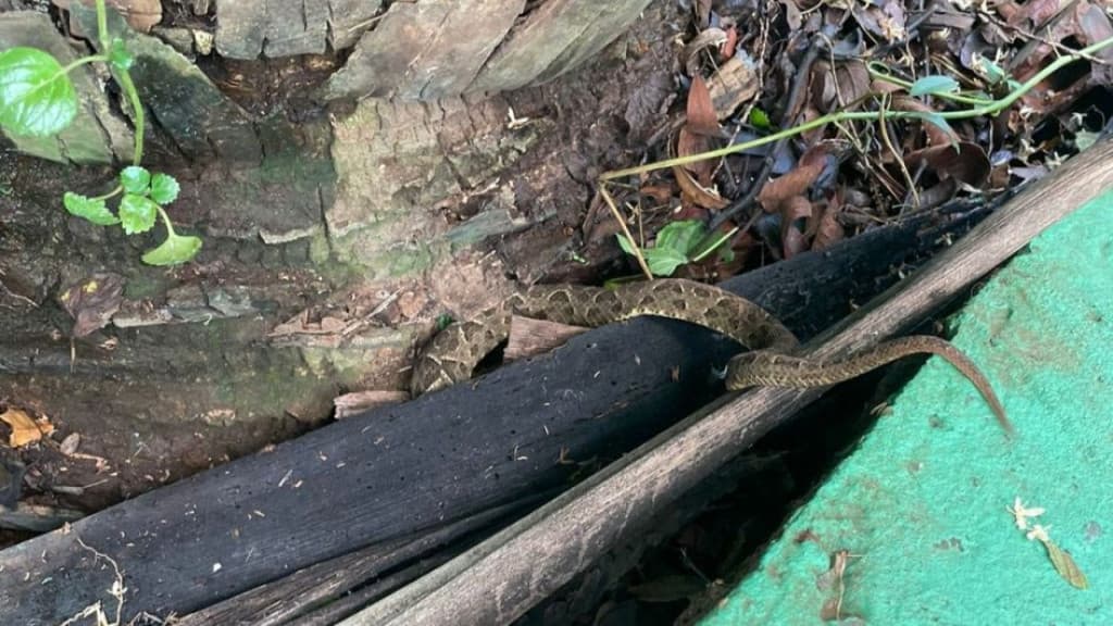 SUSTO: Jararaca é encontrada em pátio de escola