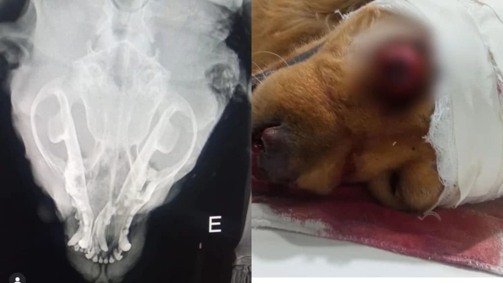 Cachorro morto a machadadas foi tratado em Tijucas