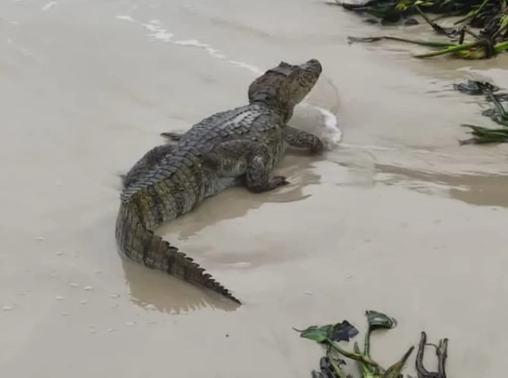 Vídeo: jacaré apavora banhistas e acaba resgatado em praia de SC