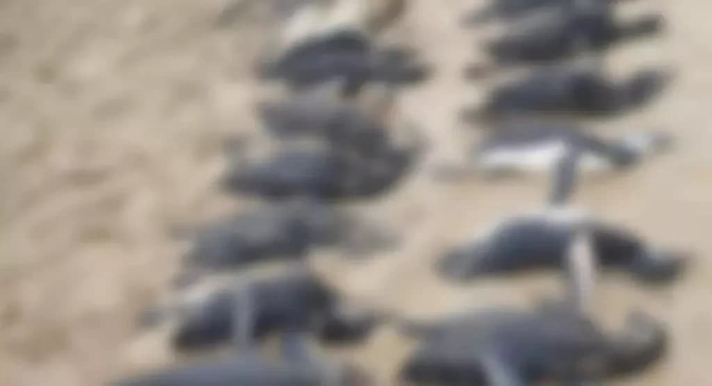 Ciclone matou quase 600 pinguins em Santa Catarina