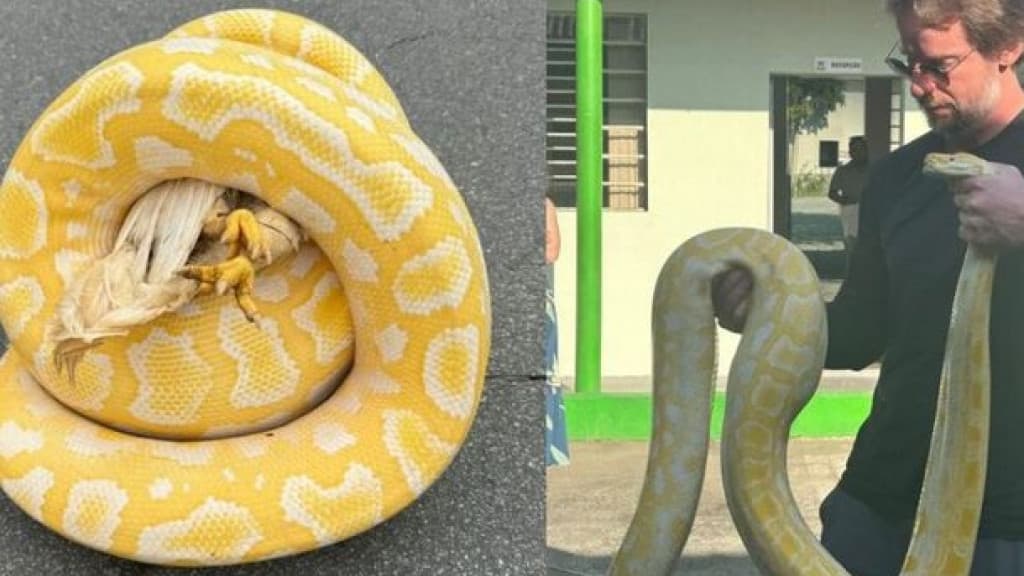 Cobra píton de 3 metros invade galinheiro e mata três galinhas, em Jaraguá do Sul
