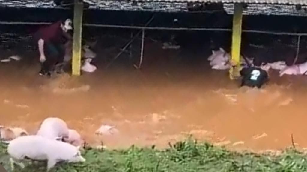 Chuva torrencial em SC mata porcos afogados