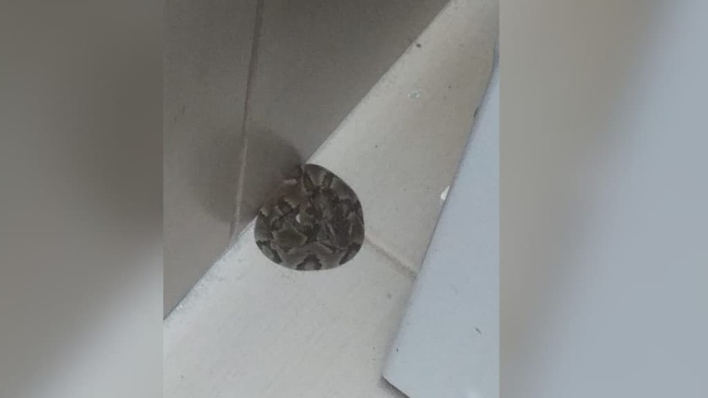 Família de Florianópolis flagra cobra em lugar inusitado dentro de casa