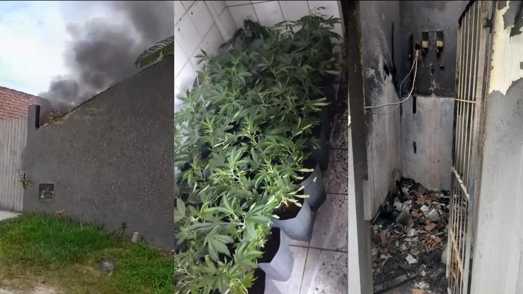 Incêndio em residência com estufa de maconha mata cachorro, em Florianópolis