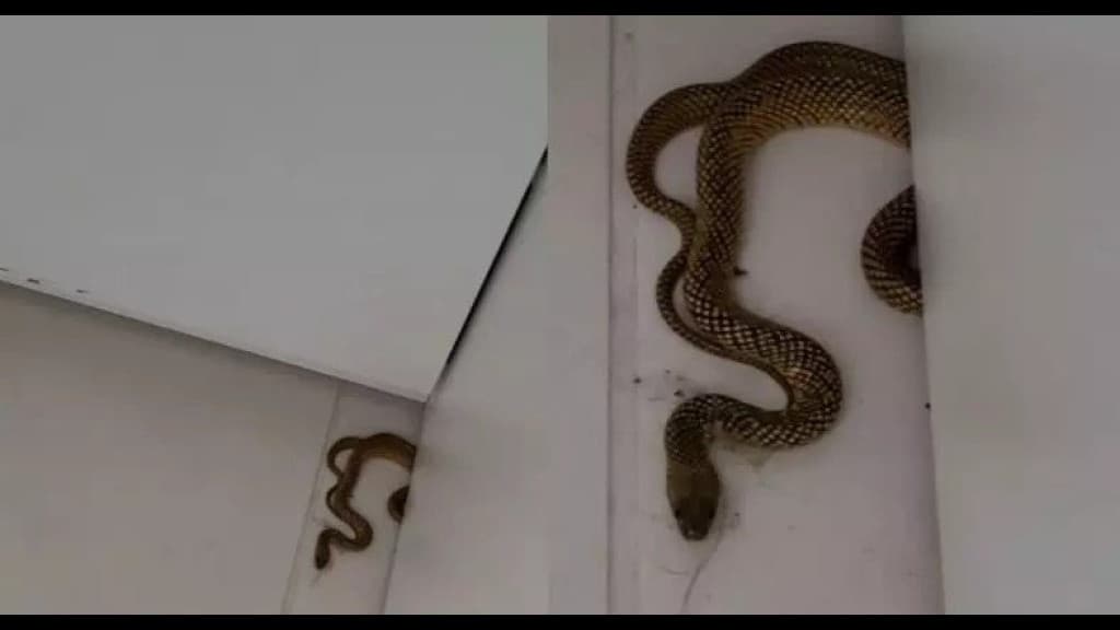 Mulher encontra cobra embaixo da mesa em loja após sentir algo estranho nas pernas