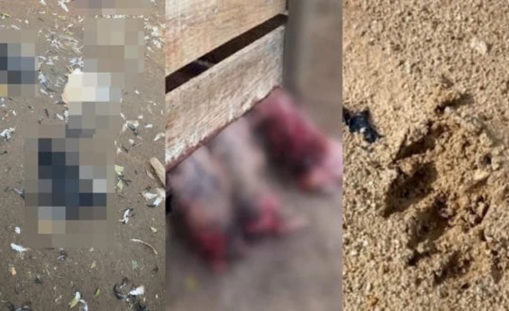 Puma realiza massacre com animais de SC e causa pânico