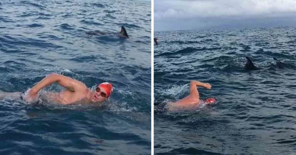 VÍDEO: Golfinhos protegem nadador perseguido por tubarão no mar