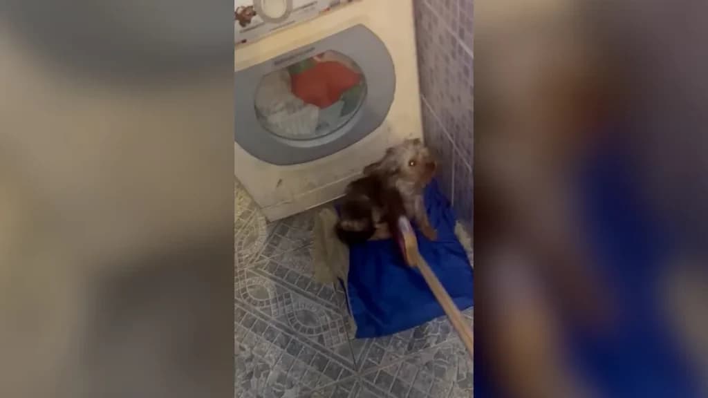 Mulher é presa por bater em cachorro para se vingar de traição do marido