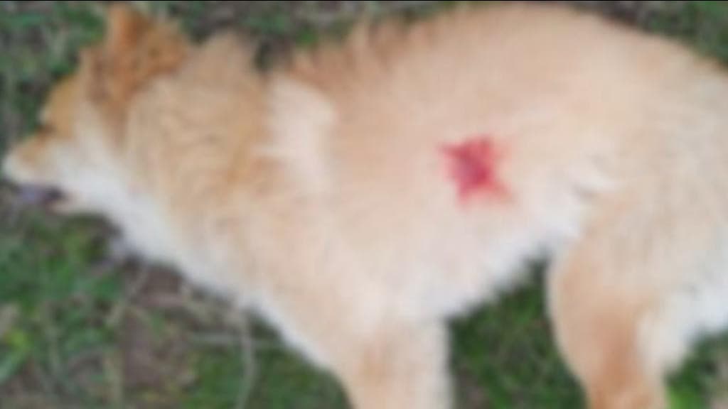 Mulher encontra cachorra morta com disparo de arma de fogo, em Tijucas