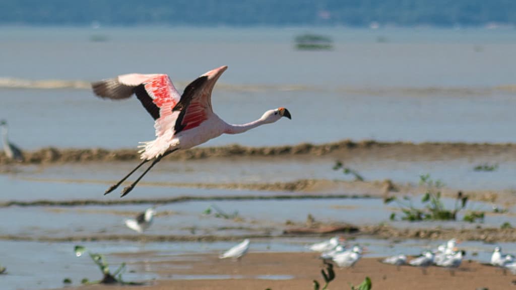 Praia de Tijucas é “trampolim” para aves migratórias