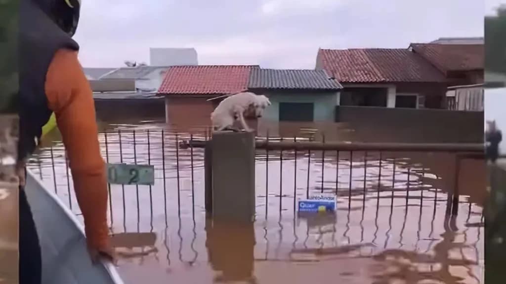 Cachorros resgatados de enchente no RS estarão em feira de adoção, em São José