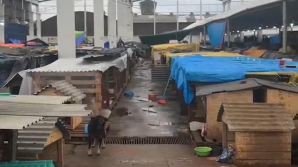 Voluntária encontra 3 mil cães abandonados em “abrigo” no Rio Grande do Sul