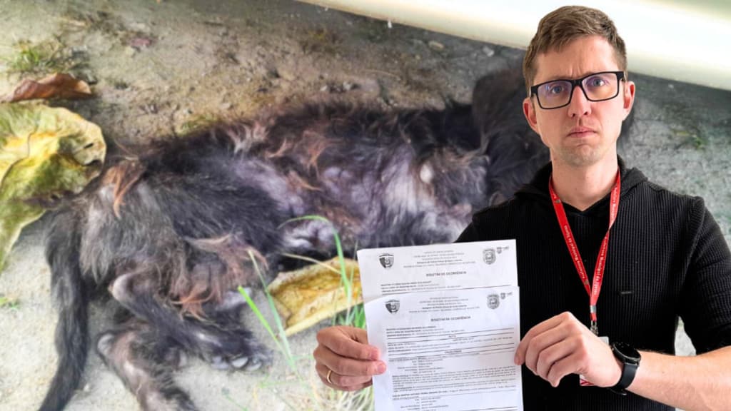Tijucas declara guerra aos maus-tratos contra os animais: “vamos atrás de todos”