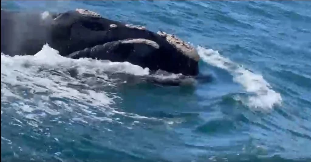 “Que cagaço”: pescadores catarinenses se assustam com baleia-franca