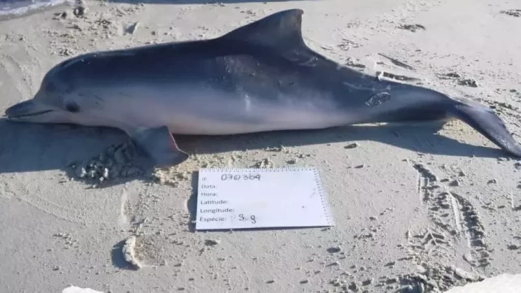 Botos-cinzas são encontrados mortos no litoral de Santa Catarina