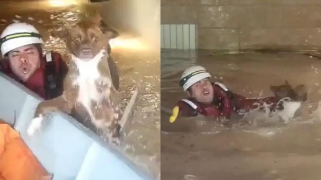 “Ninguém fica para trás”: cão é salvo enquanto se afogava na enchente em Santa Catarina