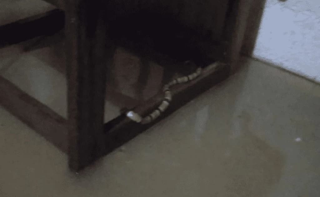 Cobras corais são flagradas nadando dentro de residência alagada em Itajaí