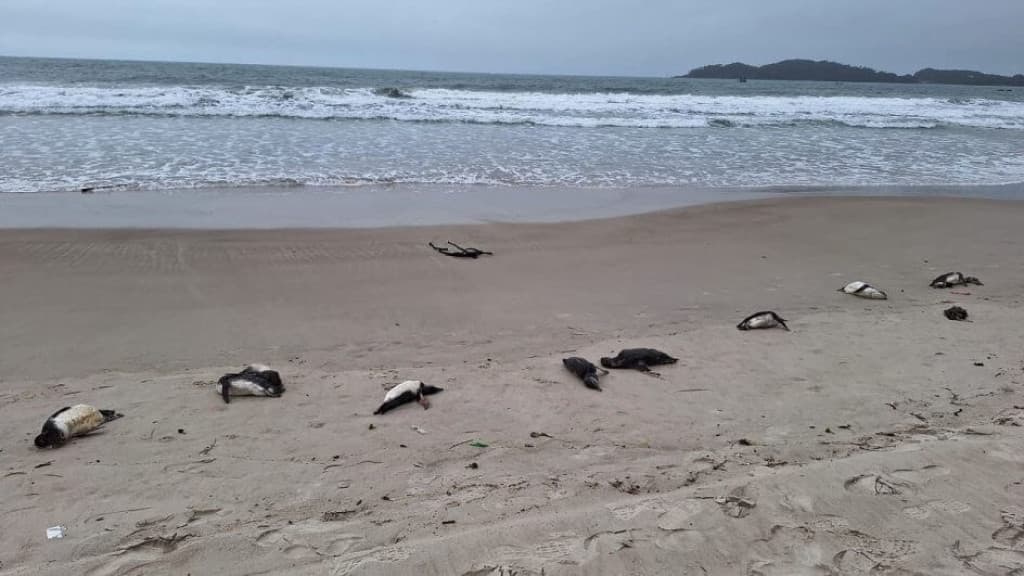 Mais de 60 pinguins são encontrados sem vida em Bombinhas