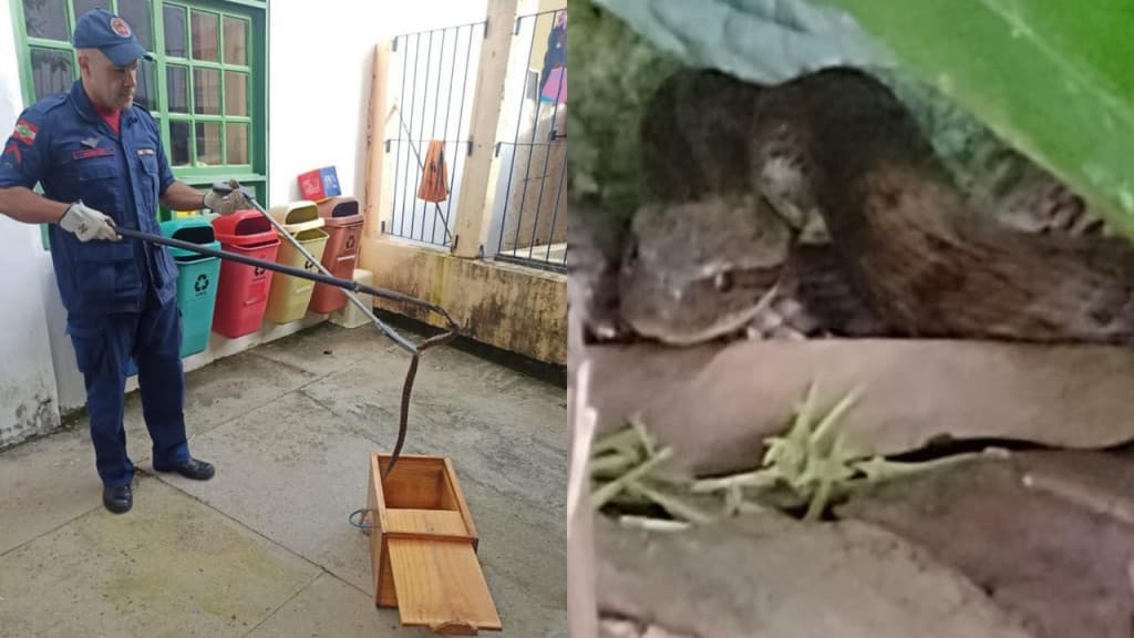 Cobra jararacuçu é encontrada em escola de Florianópolis
