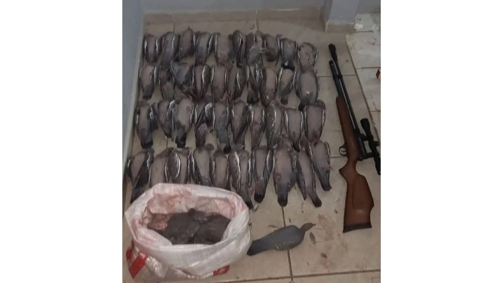 Polícia Militar flagra homem com carabina e 40 pombas mortas em SC