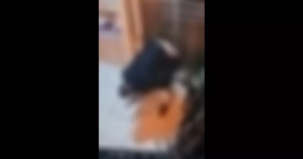 Sem imaginar que estava sendo gravado, homem defeca em frente a loja