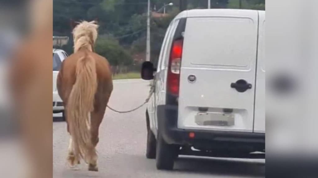 Motorista é flagrado levando cavalo amarrado em carro em SC