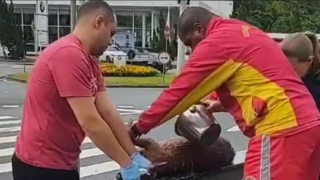 Veado-mateiro morre após ser atropelado por veículo