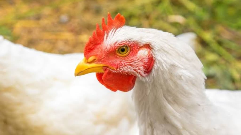 Disputa entre primos por frango para fazer risoto acaba com um deles esfaqueado