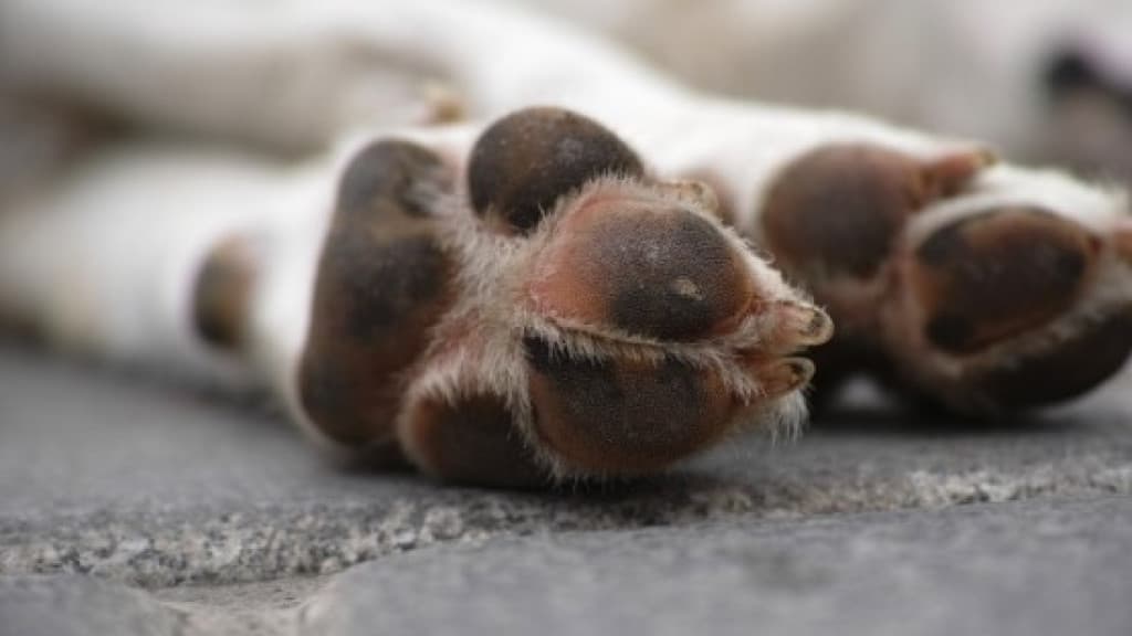 Homem é condenado por estuprar cachorro em SC