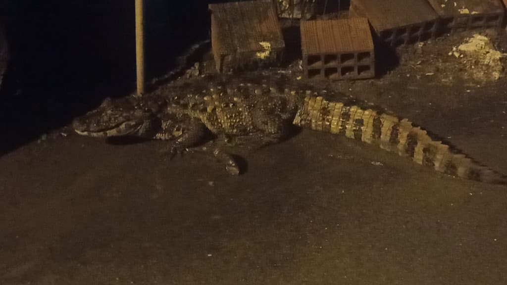 Jacaré causa pânico em moradores de Tijucas