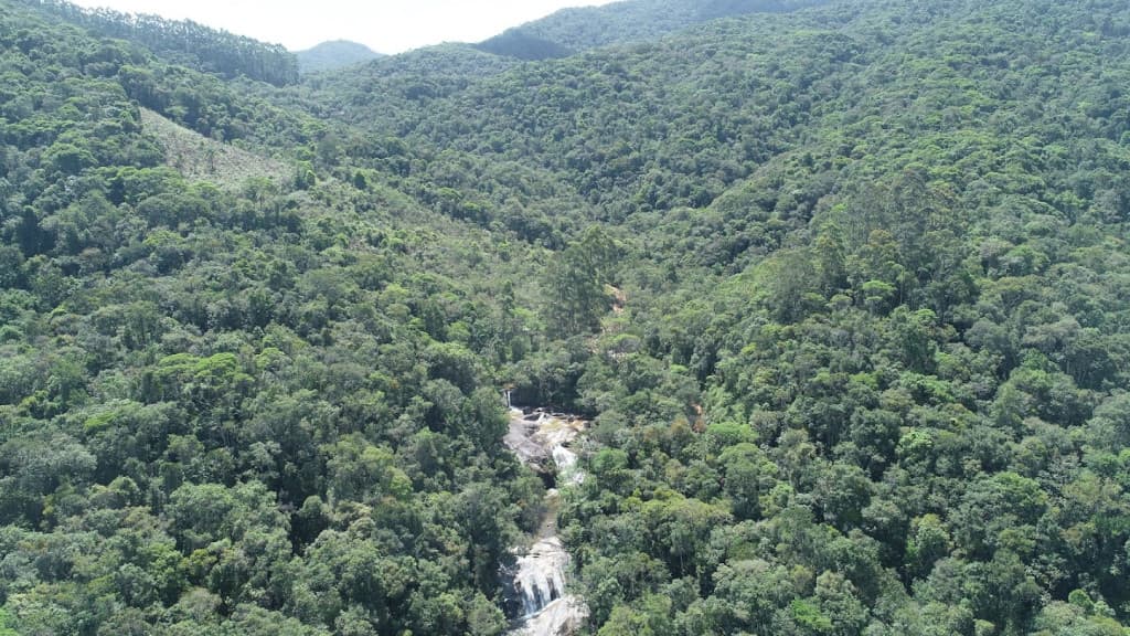 Santa Catarina reduz desmatamento da Mata Atlântica em 46%